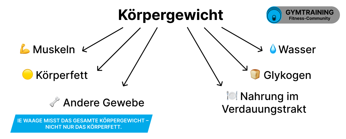 Woraus sich das Körpergewicht zusammensetzt: Fett, Muskeln, Wasser, Glykogen, Mageninhalt