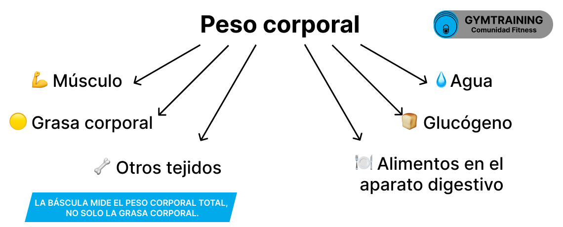De qué se compone el peso corporal: grasa, músculo, agua, glucógeno, alimentos en el aparato digestivo