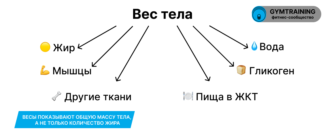 Из чего складывается масса тела: жир, мышцы, вода, гликоген, еда в ЖКТ