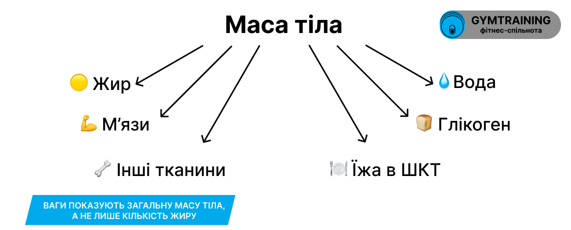 З чого складається маса тіла: жир, м’язи, вода, глікоген, їжа в ШКТ