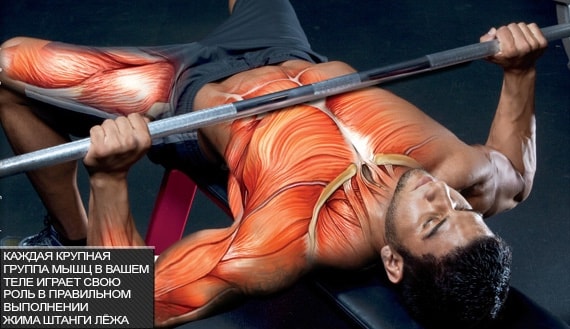 Каждая крупная группа мышц в вашем теле играет свою роль в правильном выполнении жима лежа