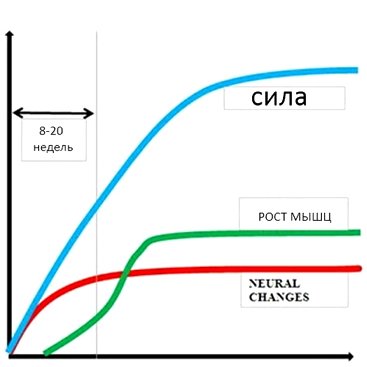 Адаптация мышц к физическим нагрузкам