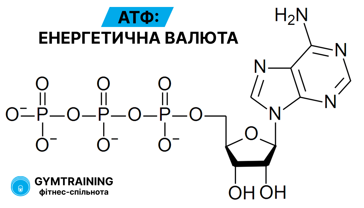 АТФ: енергетична валюта
