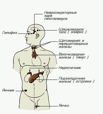 Эндокринная система и бодибилдинг