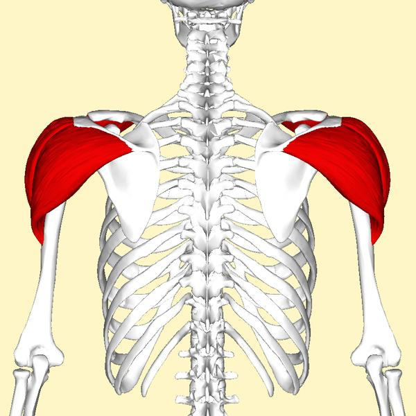 Should You Train Rear Delts On Shoulder Or Back Day?