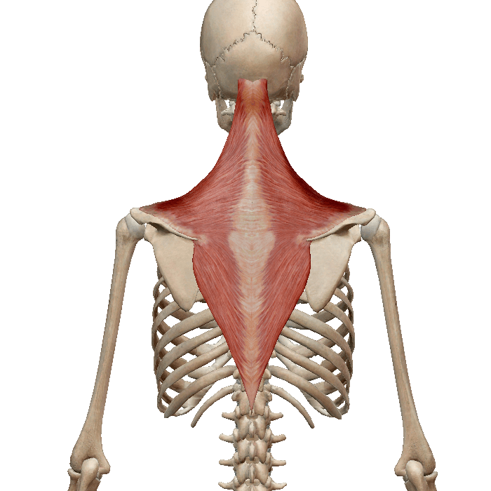 Are Traps Best Trained With Back Or Shoulders?