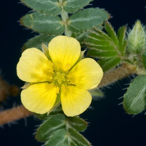 Tribulus Terrestris Overview