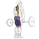 Exercise: Barbell Deadlift