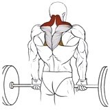 Exercise: Barbell Shrug