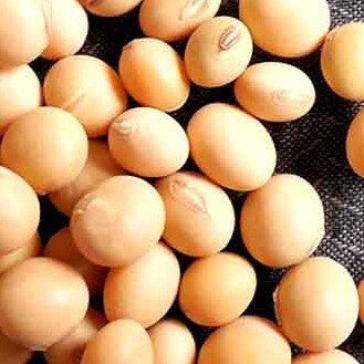 सोयाबीन से मिलता है 36 ग्राम प्रोटीन