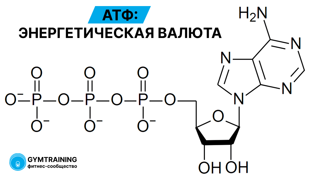 АТФ: энергетическая валюта